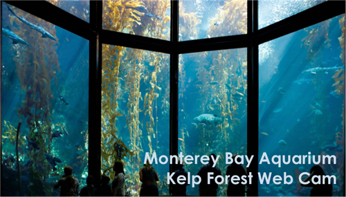 kelp forest 